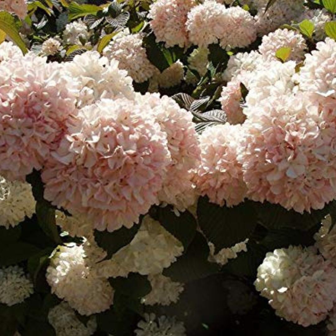 Kerns Pink Viburnum