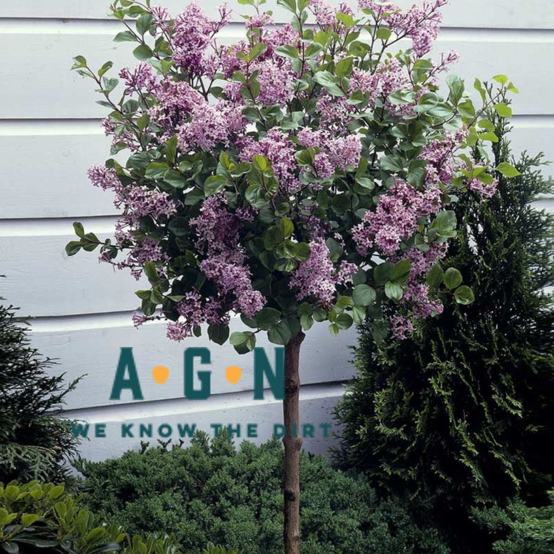 Paliban (Dwarf Korean Lilac) Patio Tree
