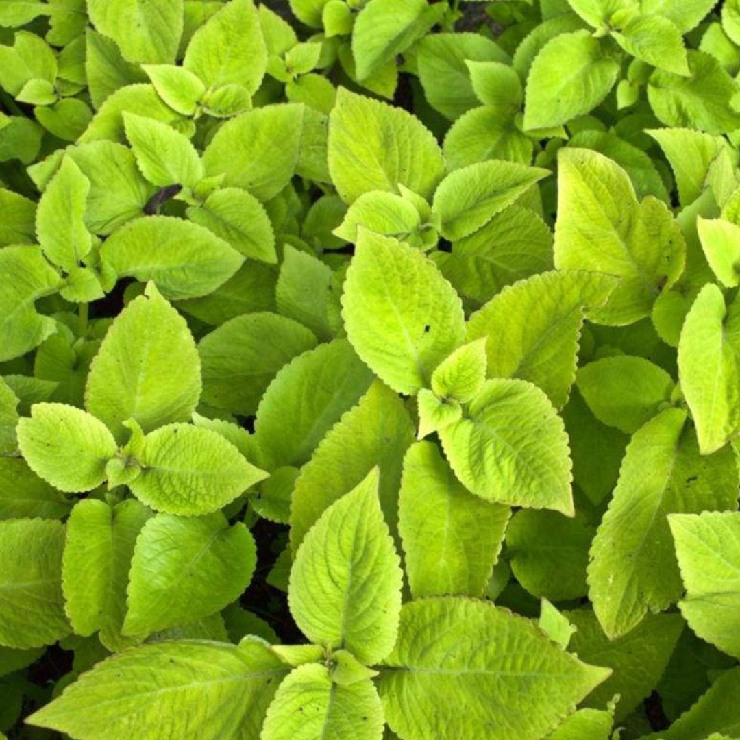 Coleus Assortment