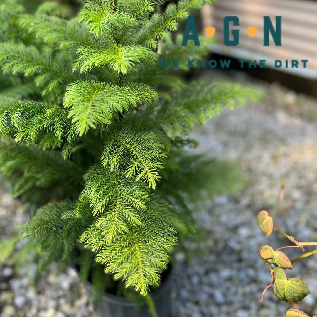 Norfolk Island Pine Houseplant