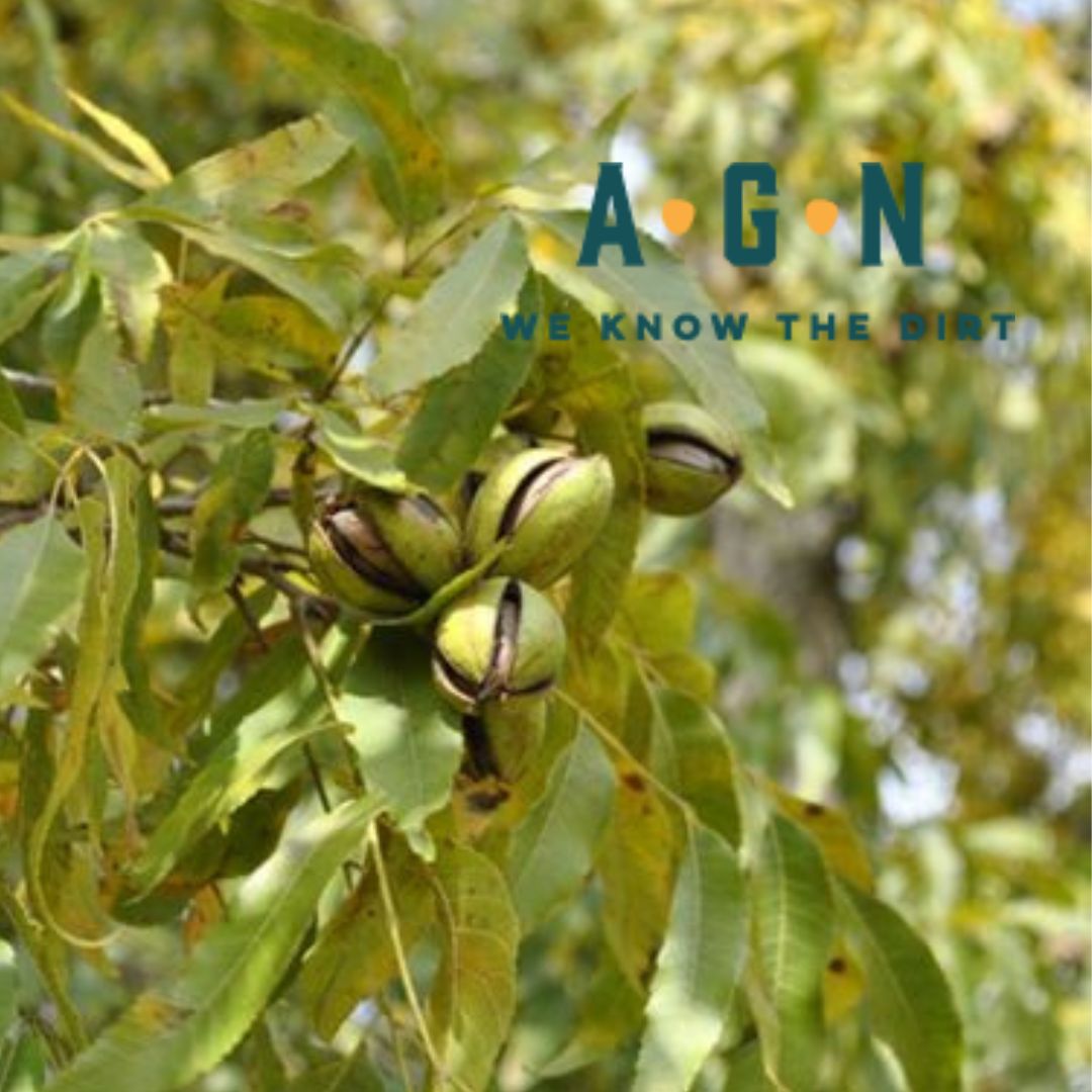 Pawnee Pecan Tree