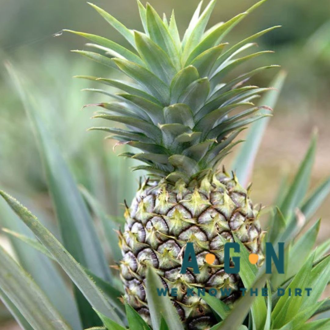 Pineapple Plant (Edible)