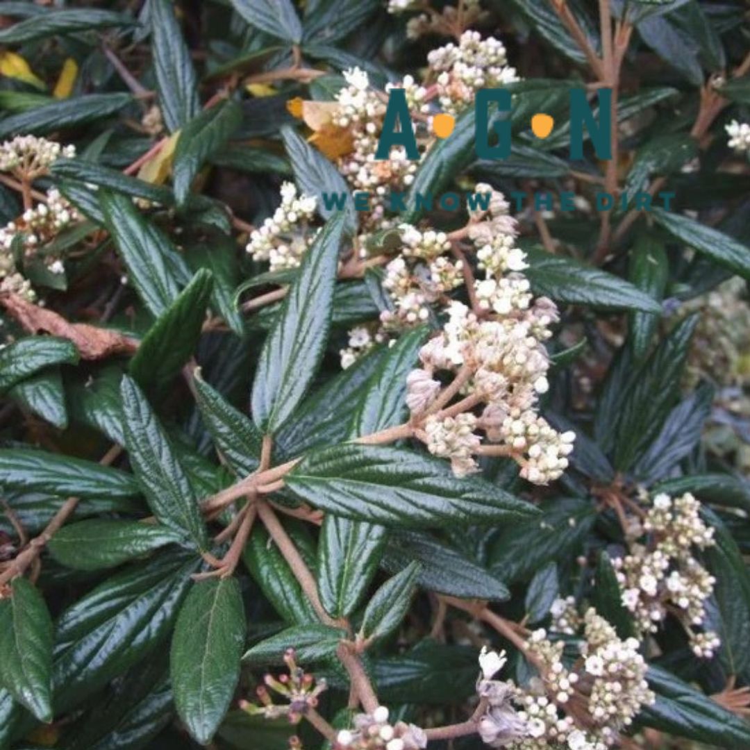 Prague Viburnum