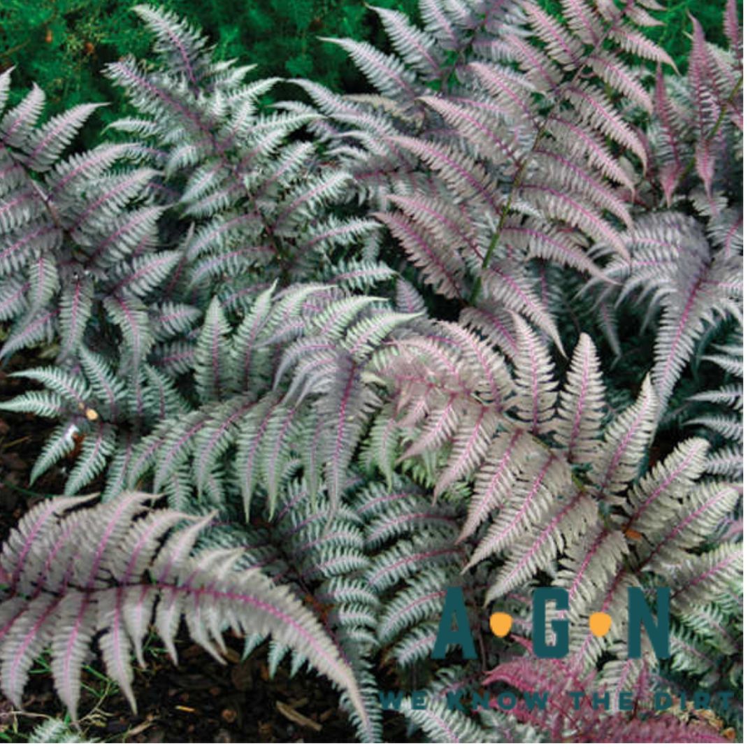 Red Beauty Japanese Painted Fern