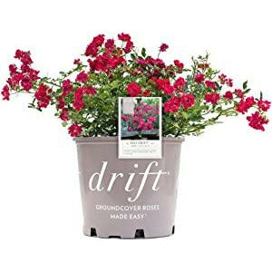 Drift Rose Bushes
