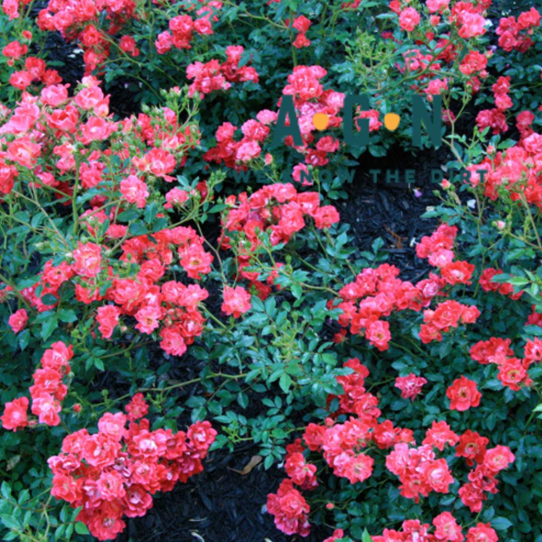 Drift Rose Bushes