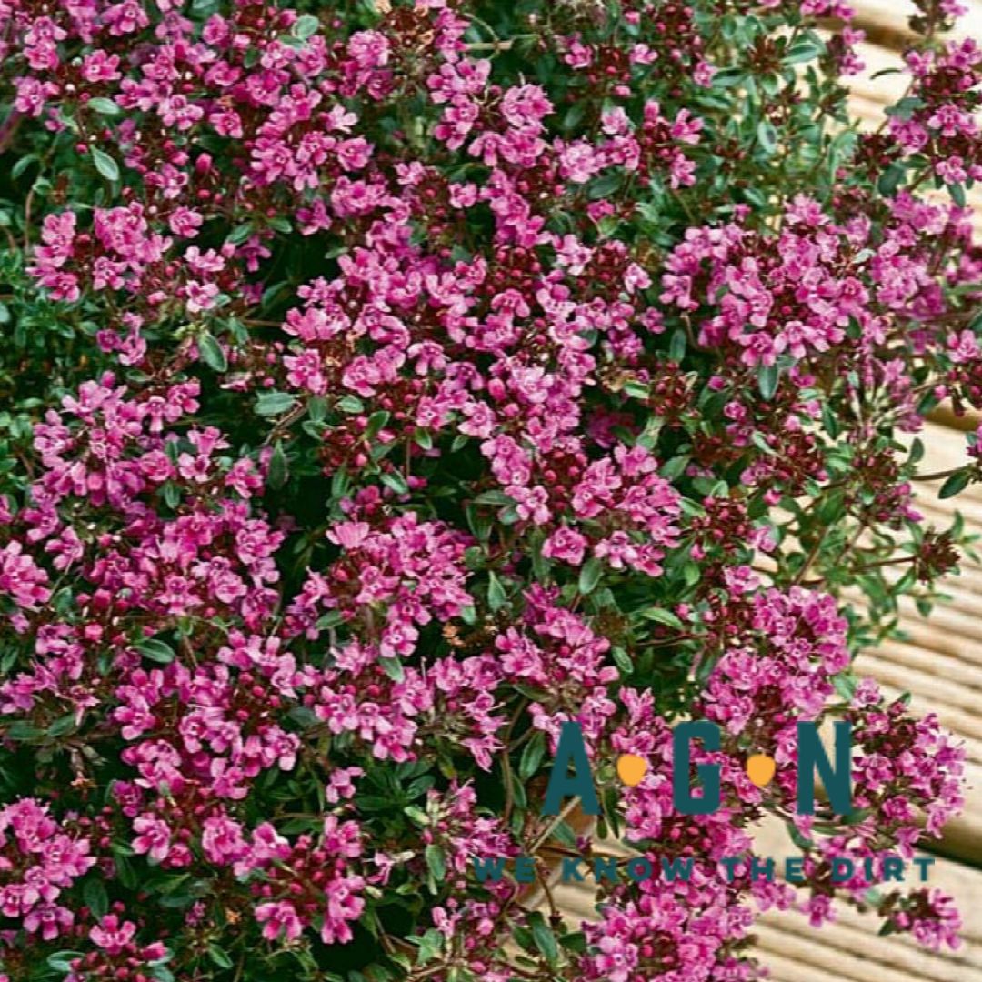 Red Flowering Creeping Thyme