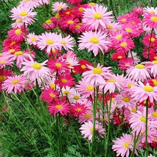 Robinsons Giant Painted Daisy Mix