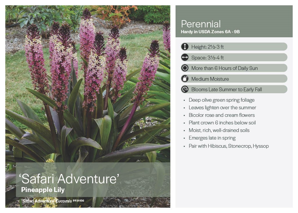 Safari Adventure Pineapple Lily (Eucomis)
