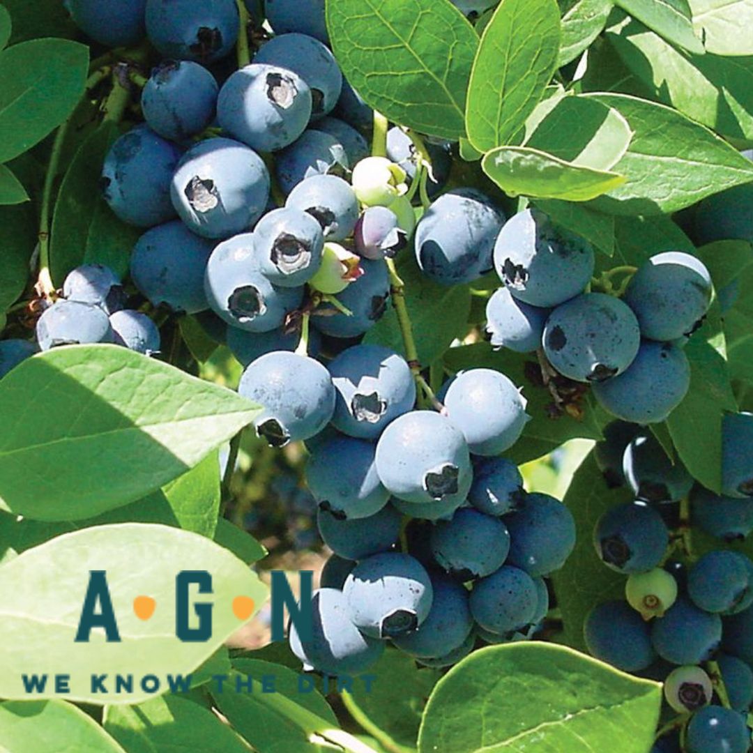 Sharpblue Blueberry – America's Gardens Nursery