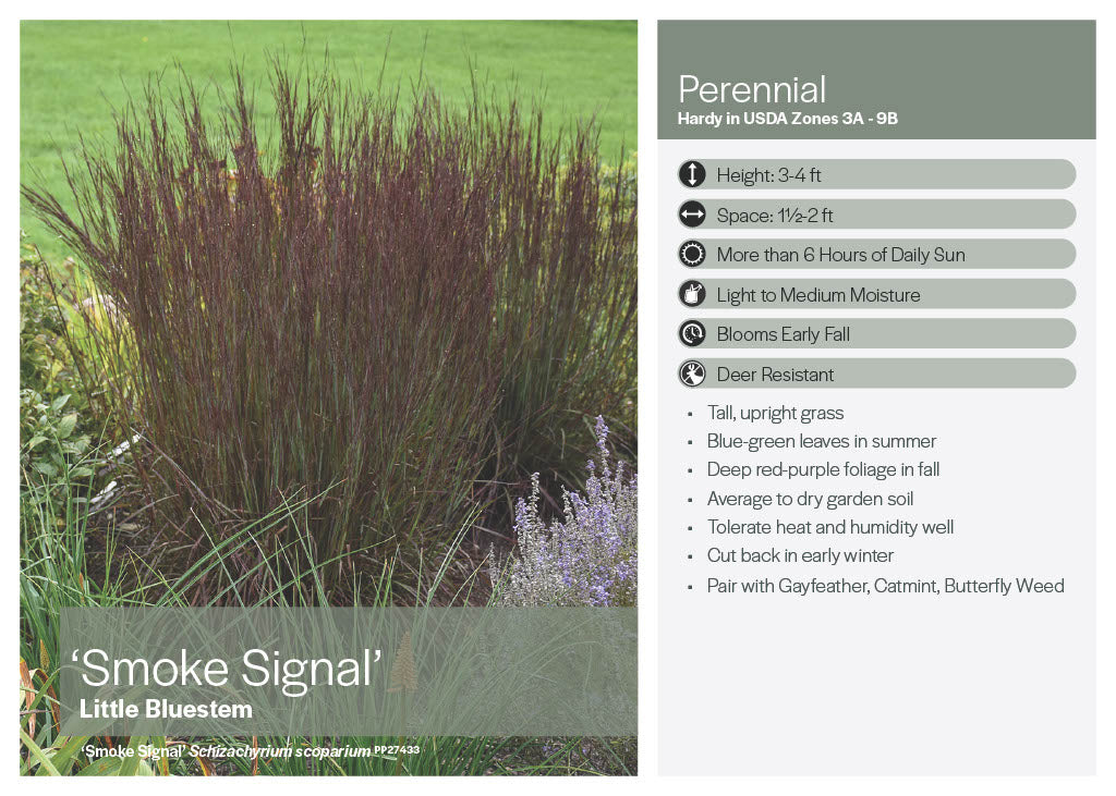 Little Bluestem Ornamental Grass (Smoke Signal Grass)