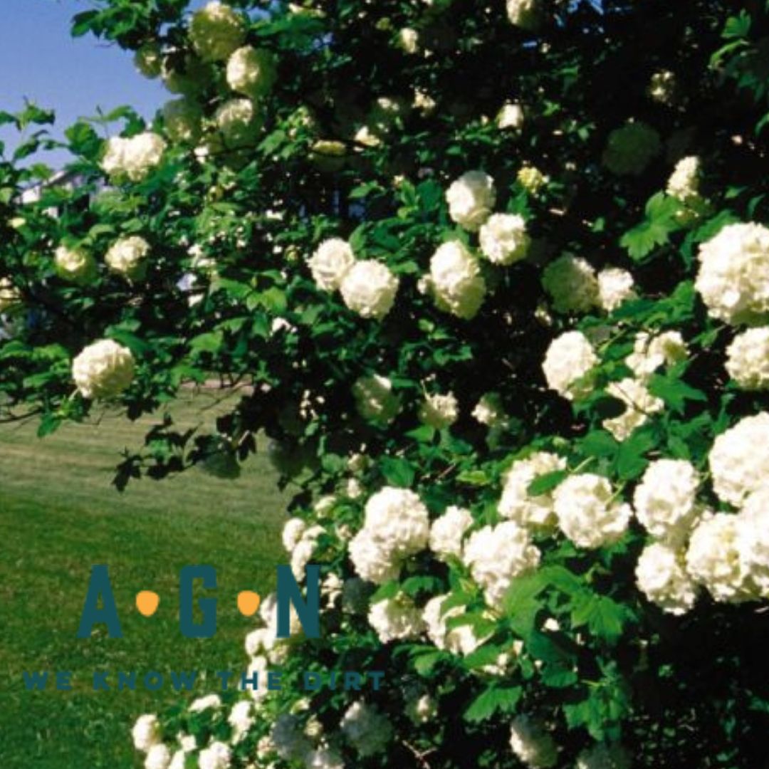 Snowball Viburnum