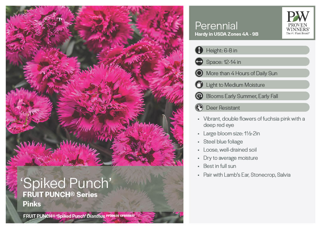 Spiked Punch Dianthus