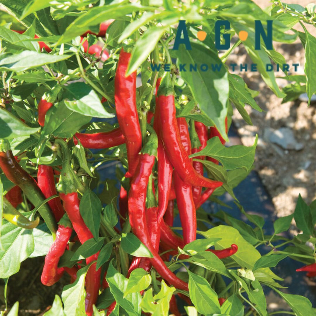 Thai Red Chili Pepper Plant