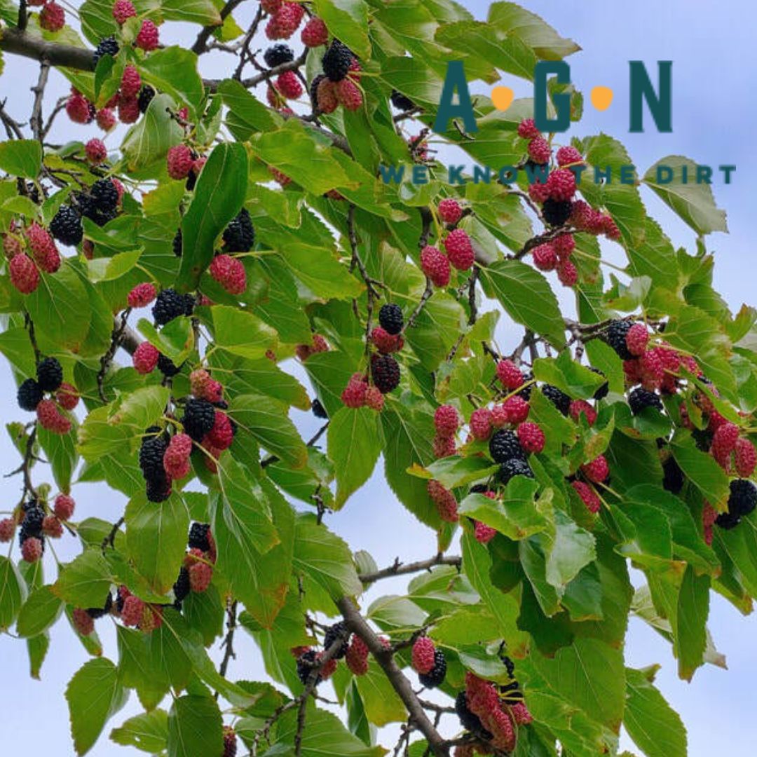 Trader Mulberry Tree