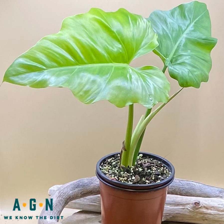 Giganteum Philodendron