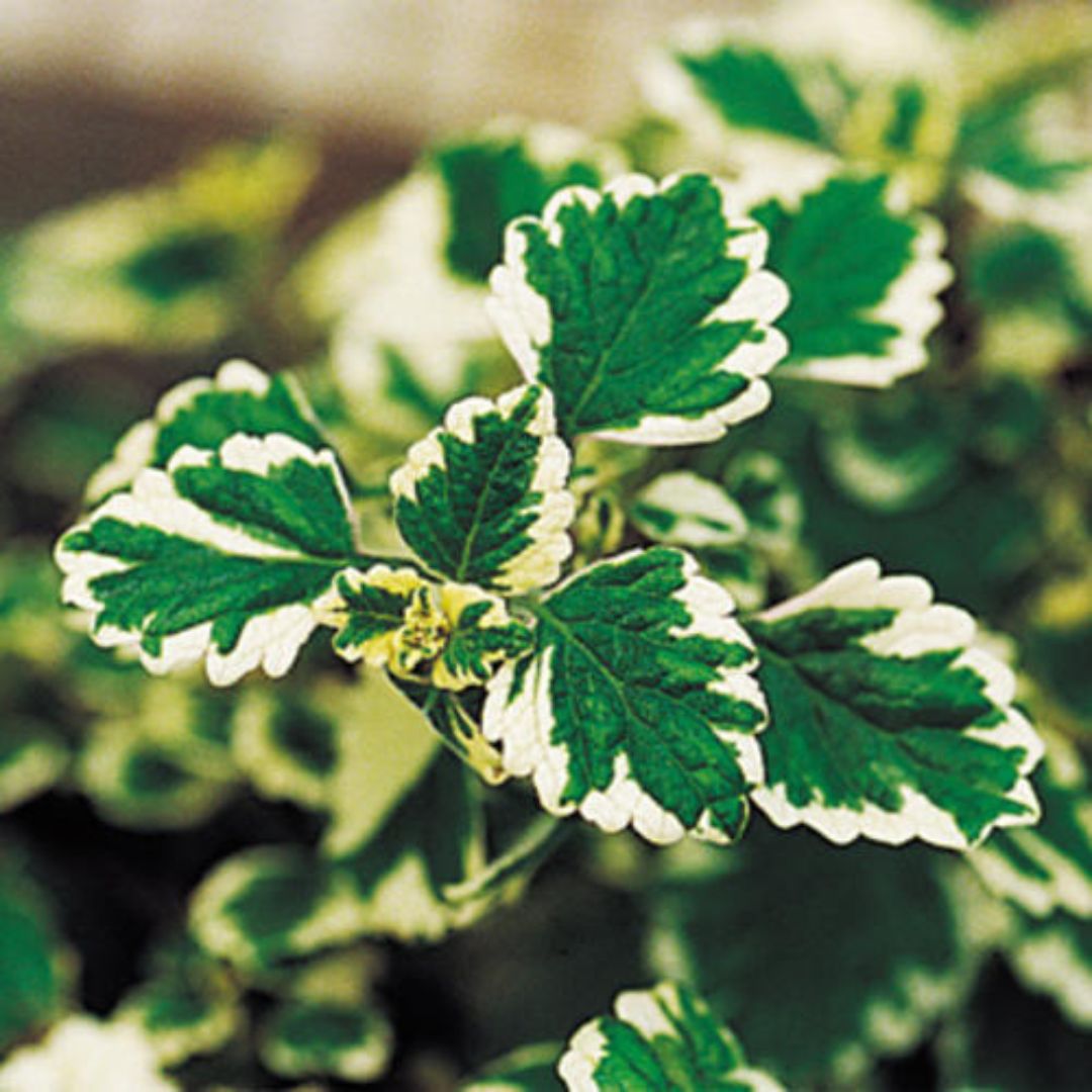 Variegated Swedish Ivy | America's Gardens Nursery