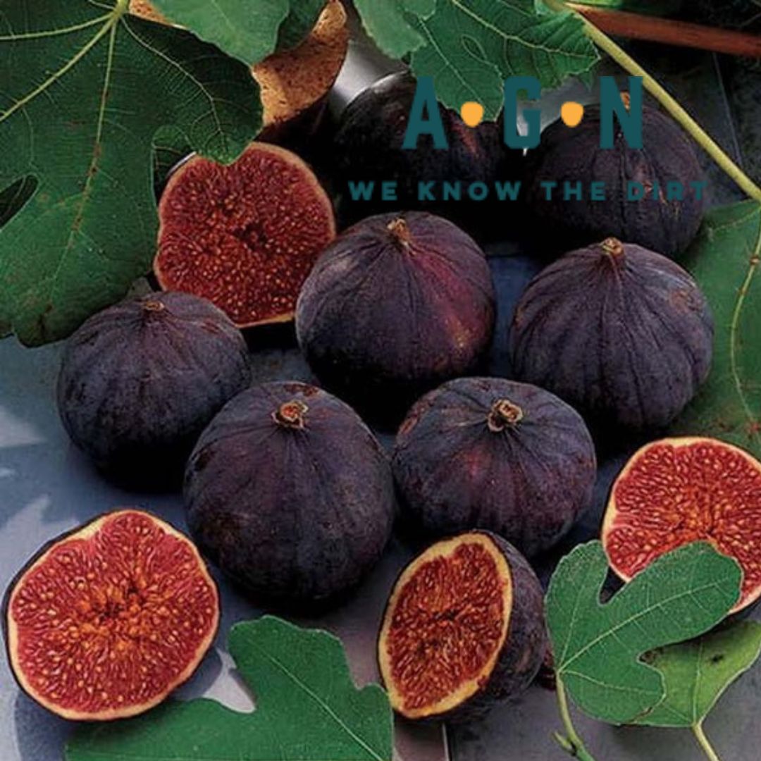 Violette De Bordeaux/Negronne Fig