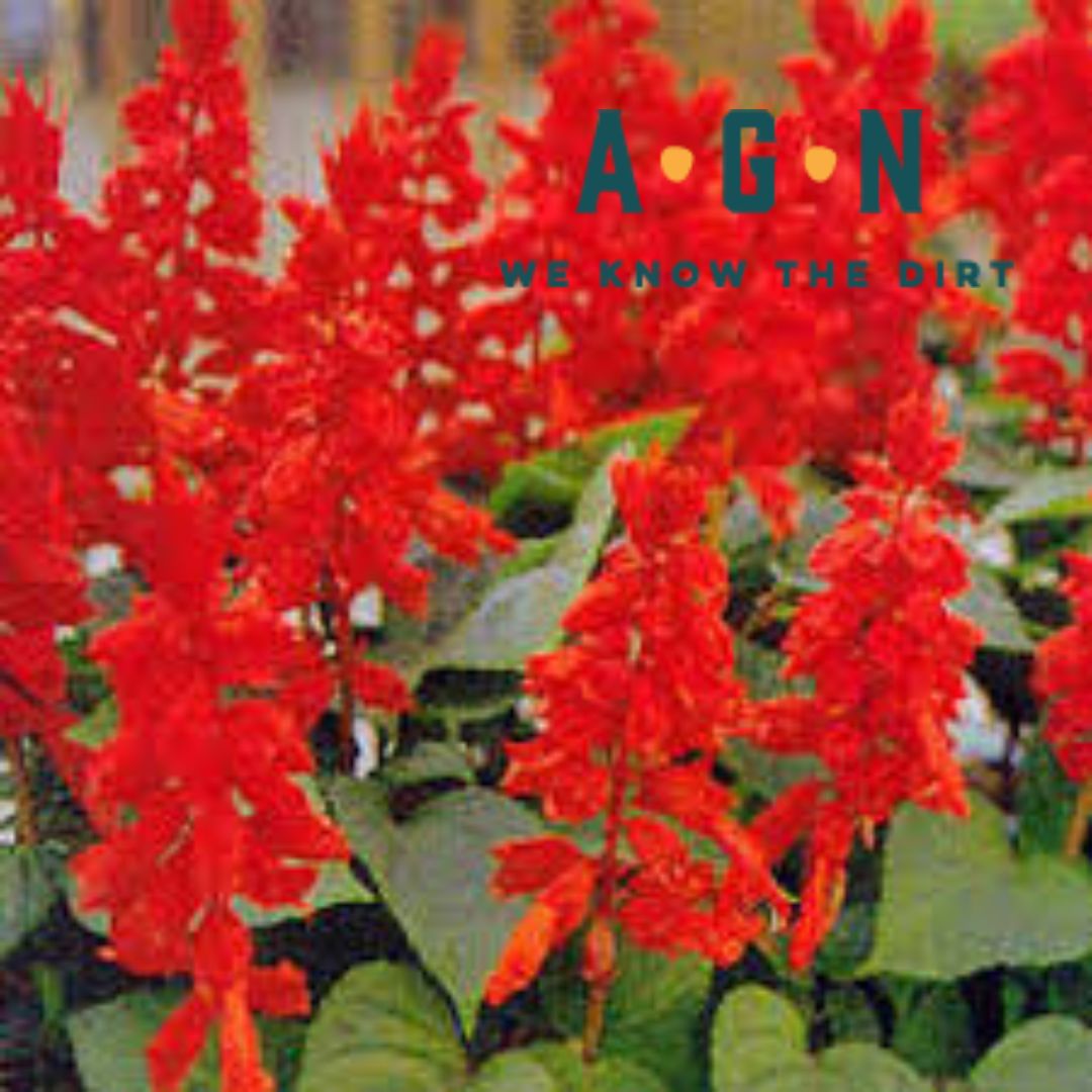 Red Vista Salvia (Annual)