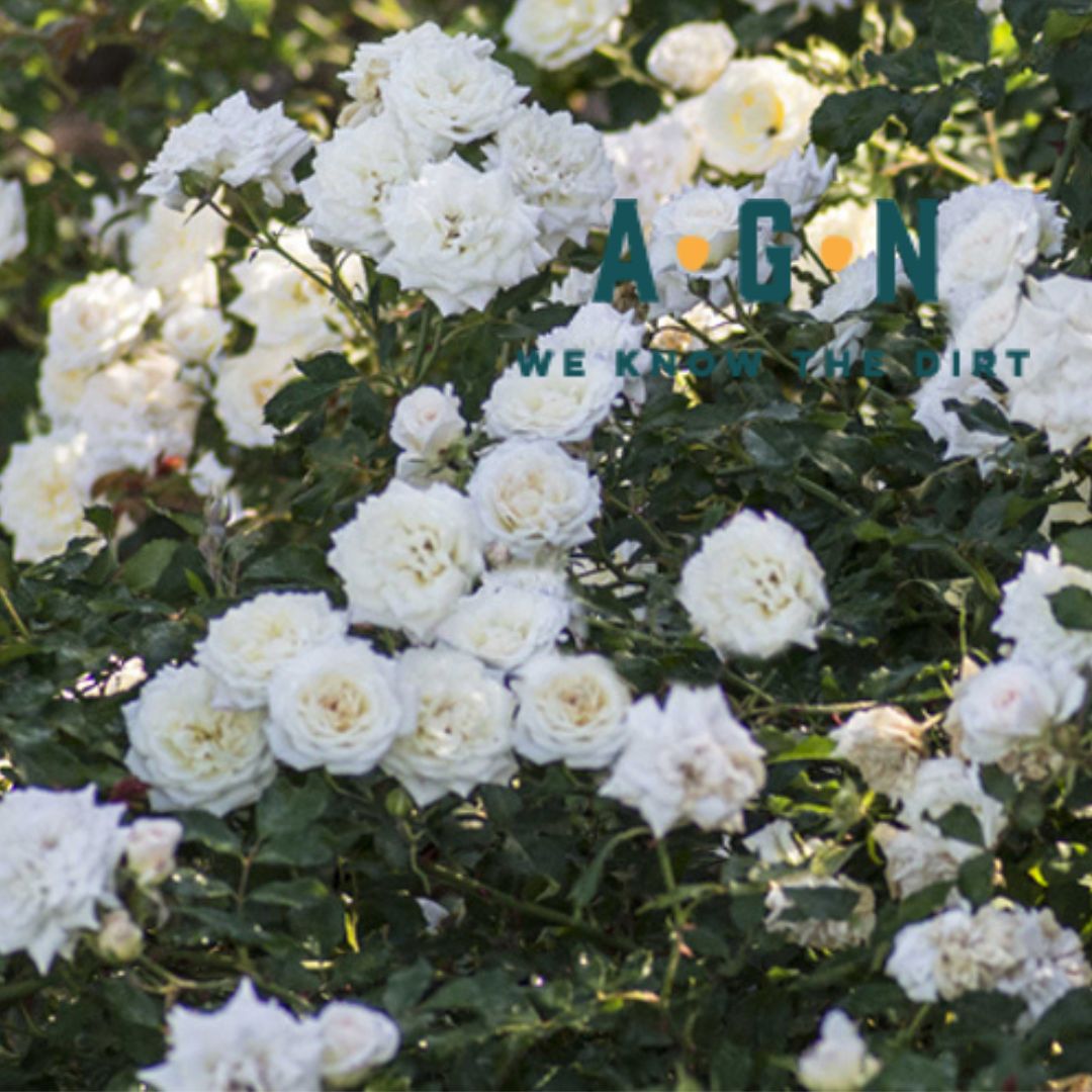 Drift Rose Bushes