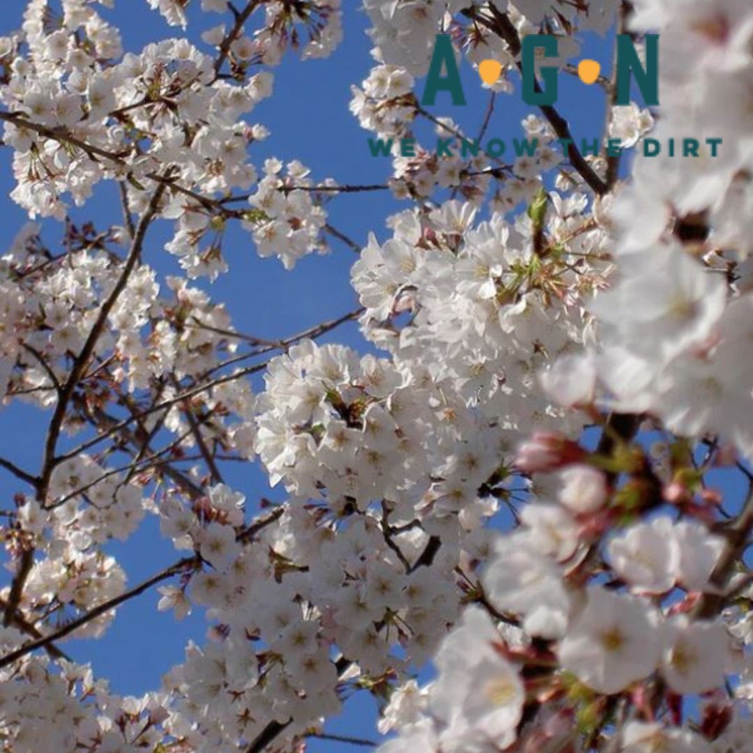 Yoshino Flowering Cherry Tree (Standard)