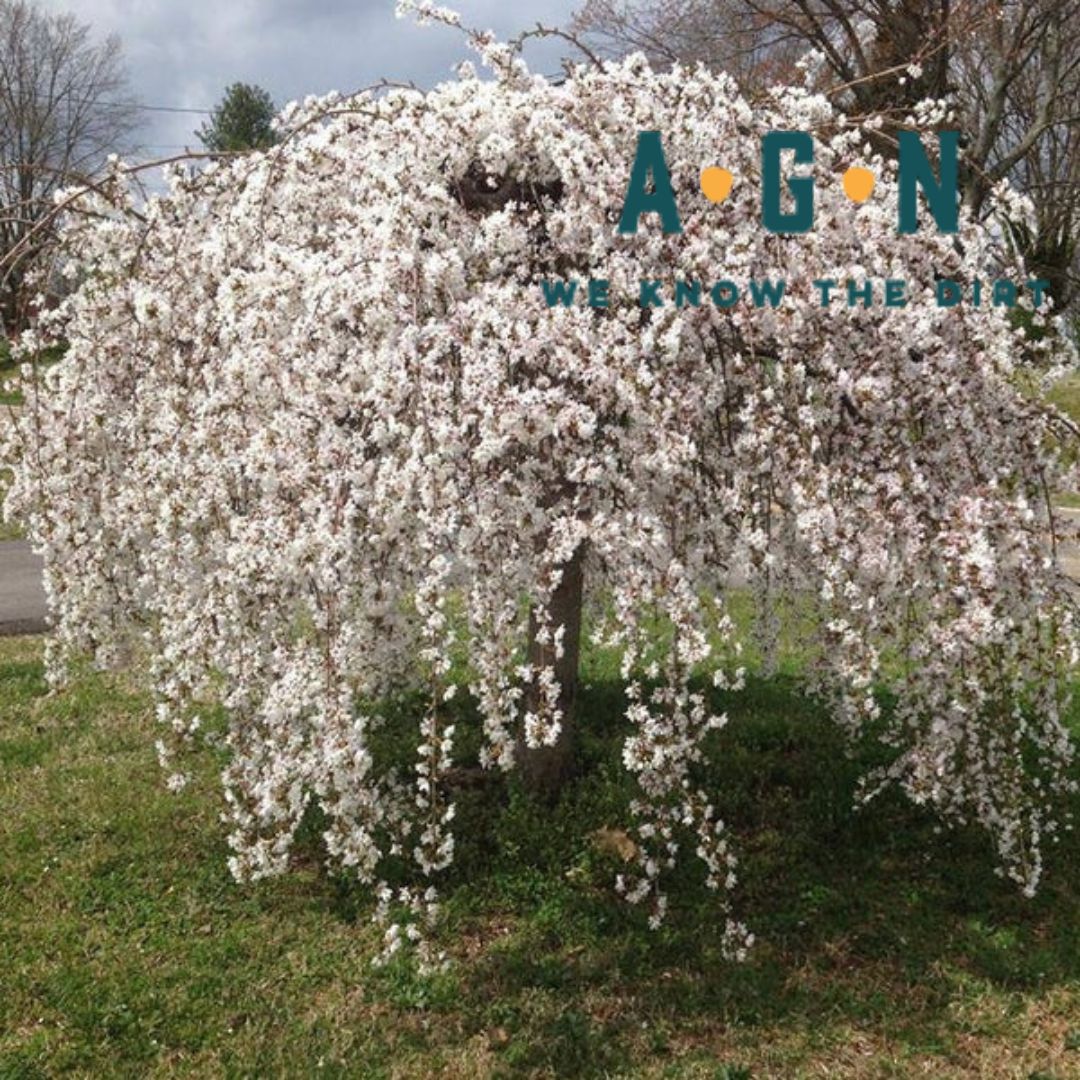 Yoshino Flowering Cherry Tree (Weeping)