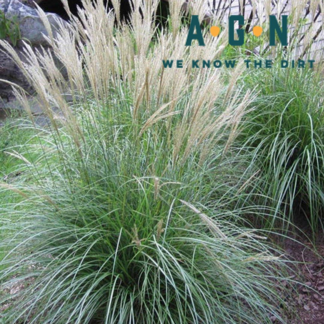 Adagio Maiden Miscanthus Fountain Grass - America's Gardens Nursery