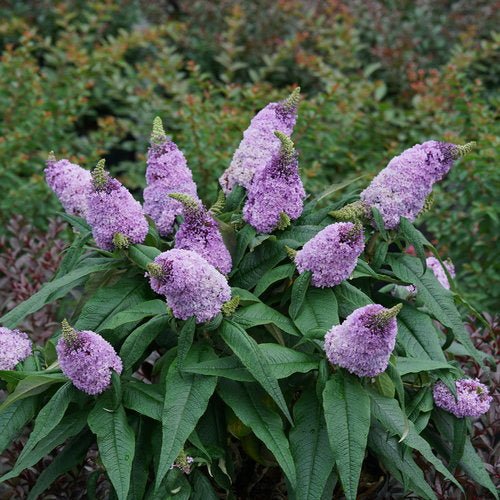 Amethyst Pugster Butterfly Bush - America's Gardens Nursery