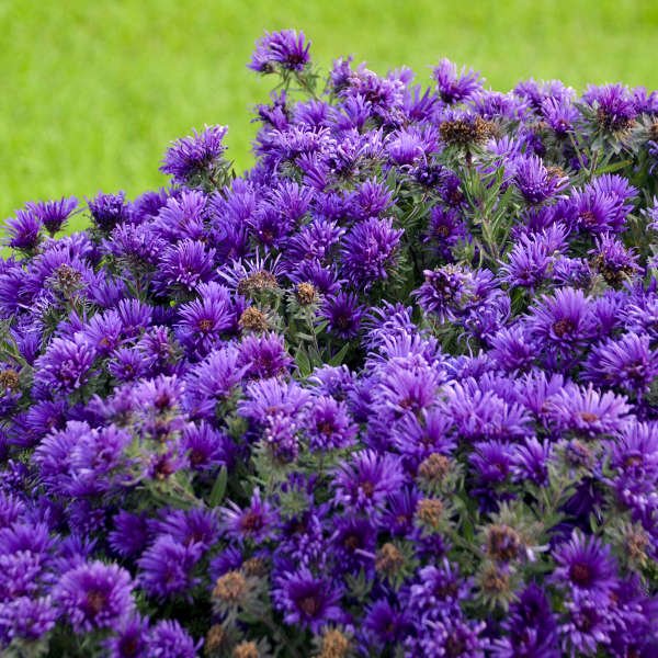 Aster - America's Gardens Nursery