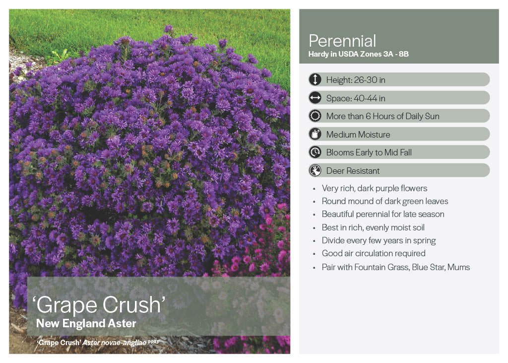 Aster - America's Gardens Nursery