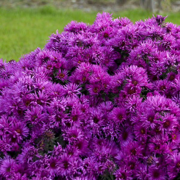 Aster - America's Gardens Nursery