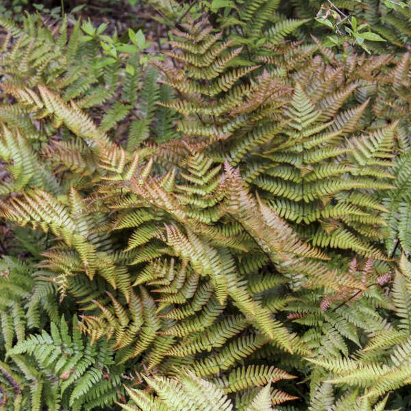 Autumn Fern - America's Gardens Nursery