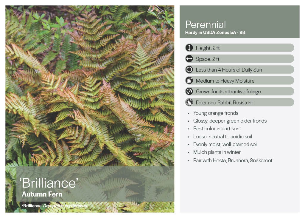 Autumn Fern - America's Gardens Nursery