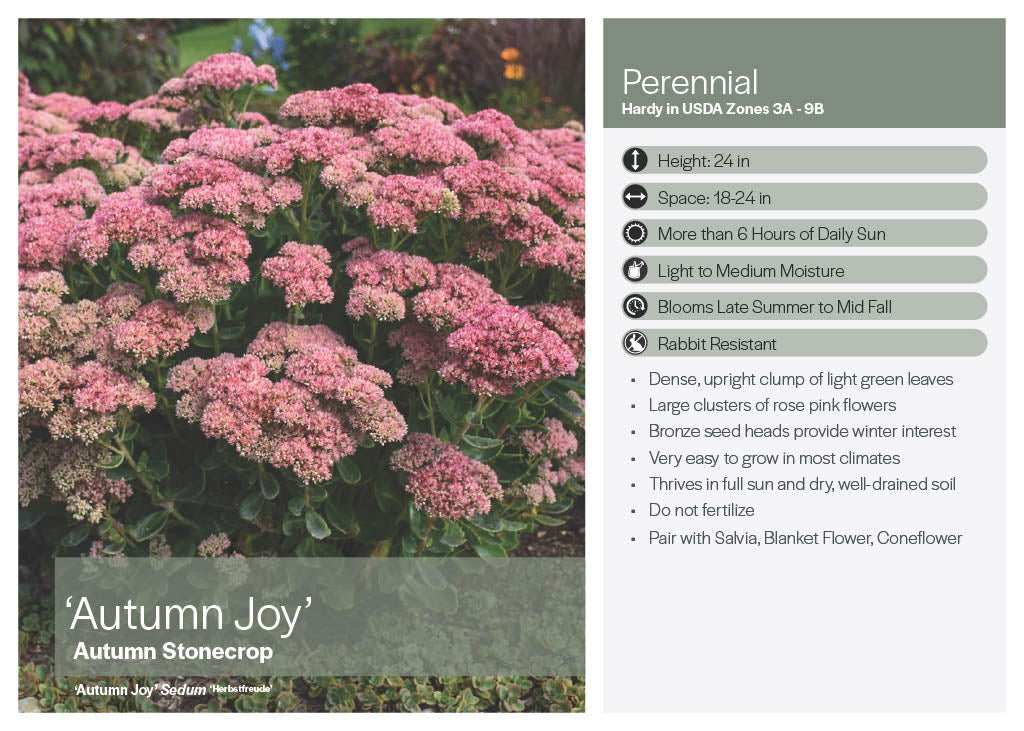 Autumn Joy Sedum - America's Gardens Nursery