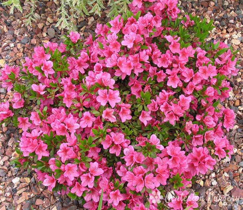 Azalea Pink Ruffles - America's Gardens Nursery