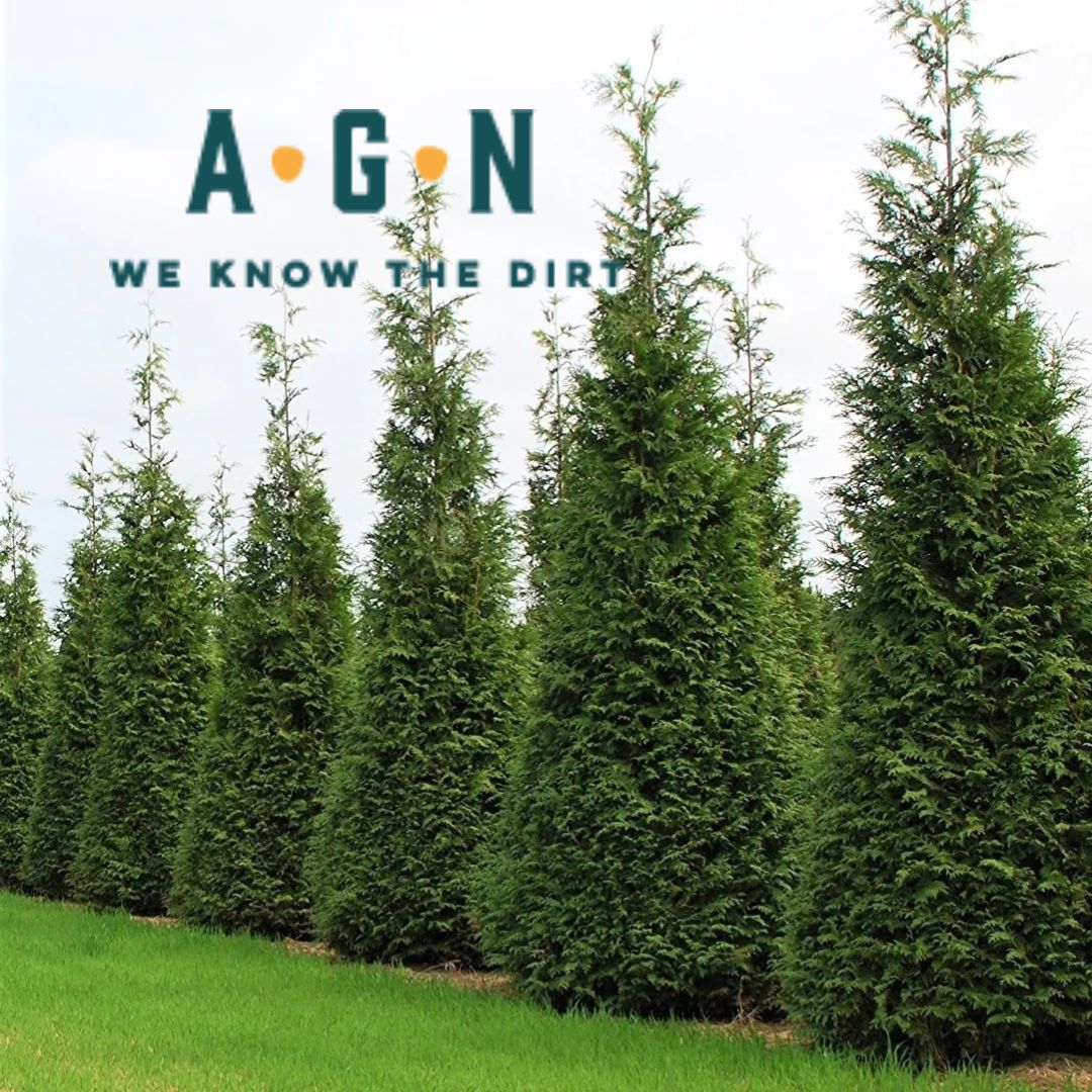 Baby Giant Arborvitae - America's Gardens Nursery