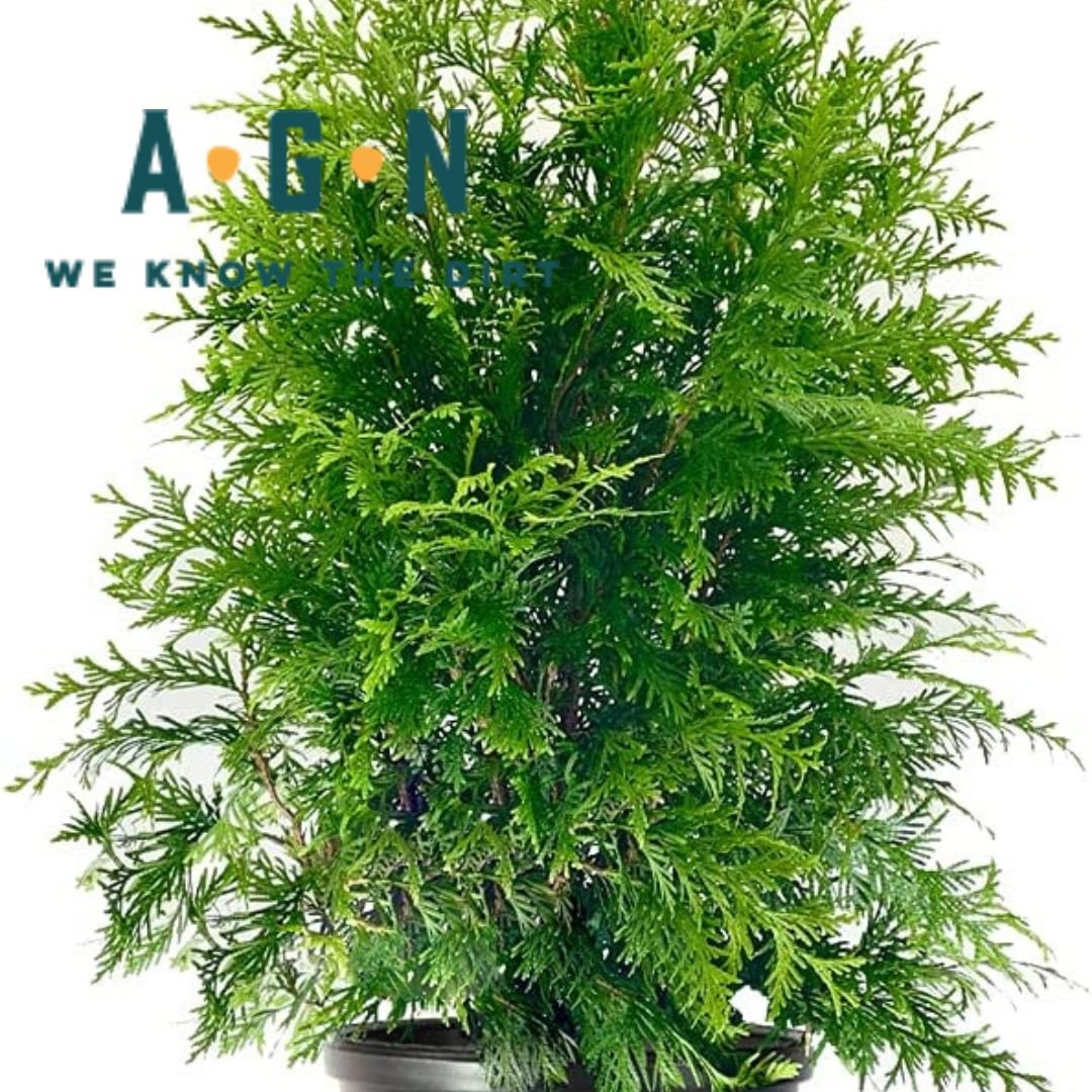 Baby Giant Arborvitae - America's Gardens Nursery