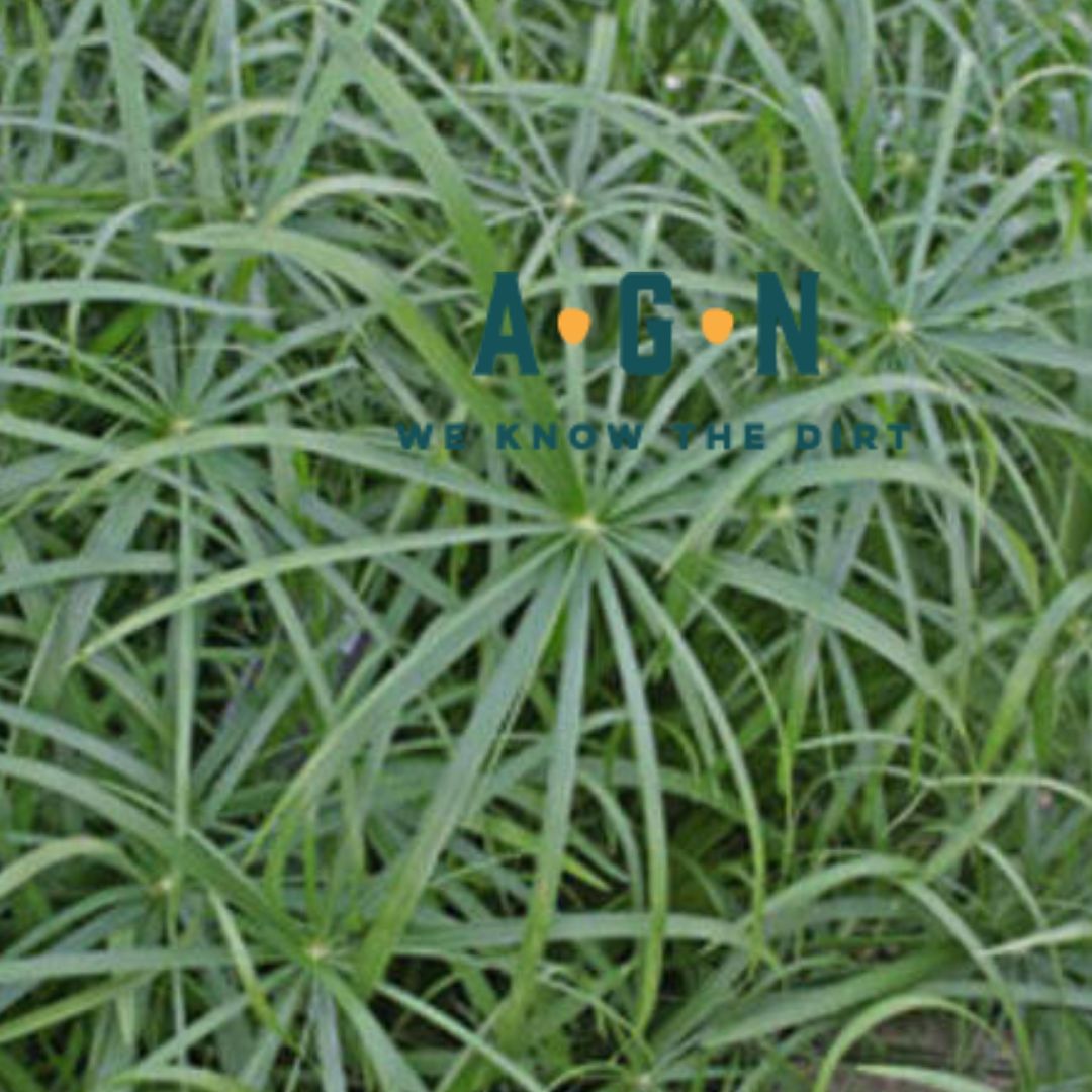 Baby Moses Dwarf Papyrus Grass - America's Gardens Nursery