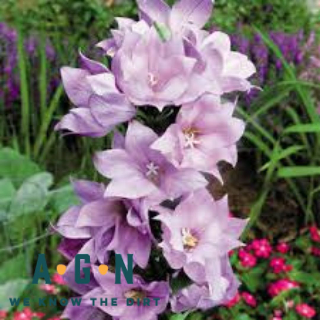 Balloon Flower - America's Gardens Nursery