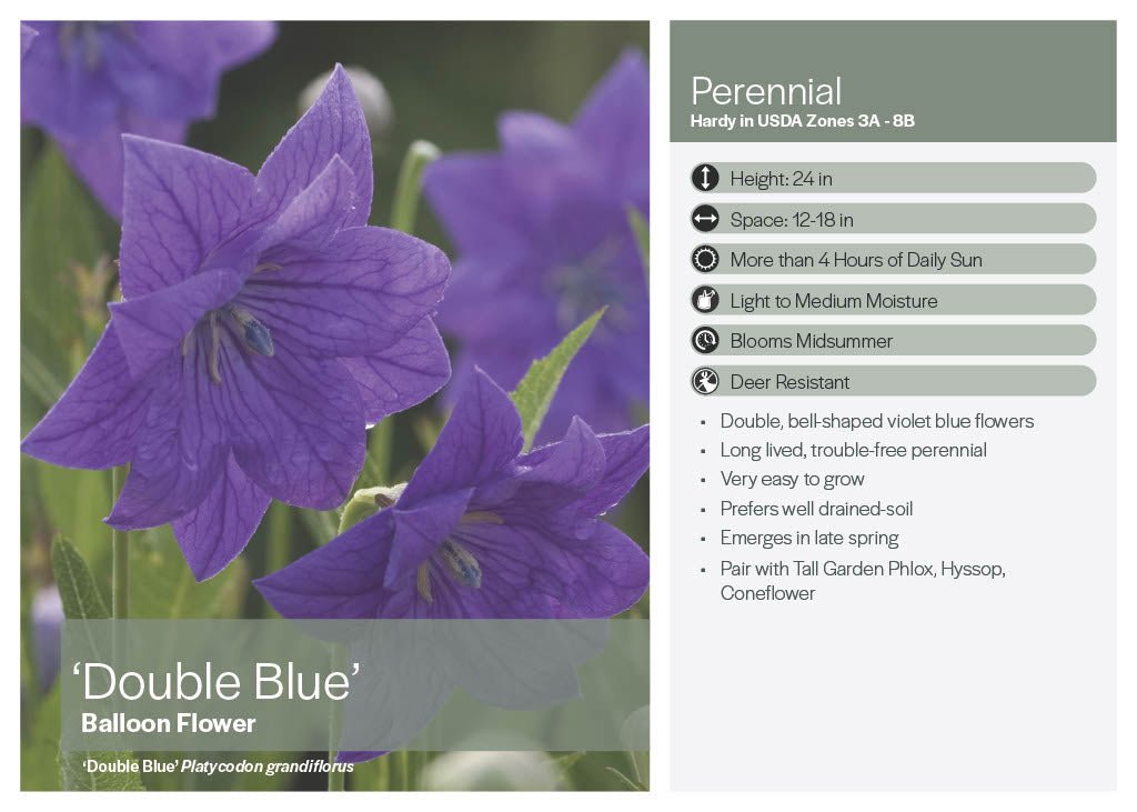 Balloon Flower - America's Gardens Nursery
