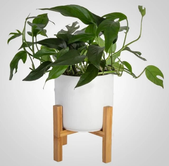 Baltic Blue Pothos - America's Gardens Nursery