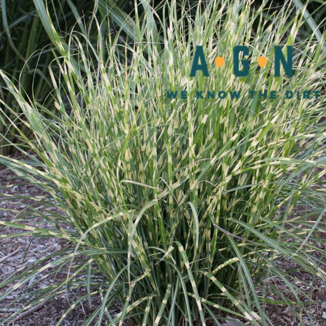Bandwidth Maiden Fountain Grass - America's Gardens Nursery