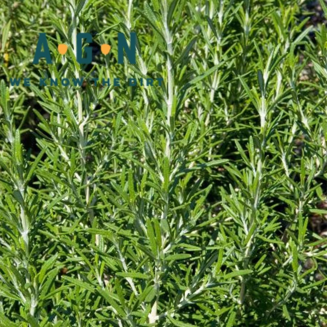 Barbeque Rosemary - America's Gardens Nursery