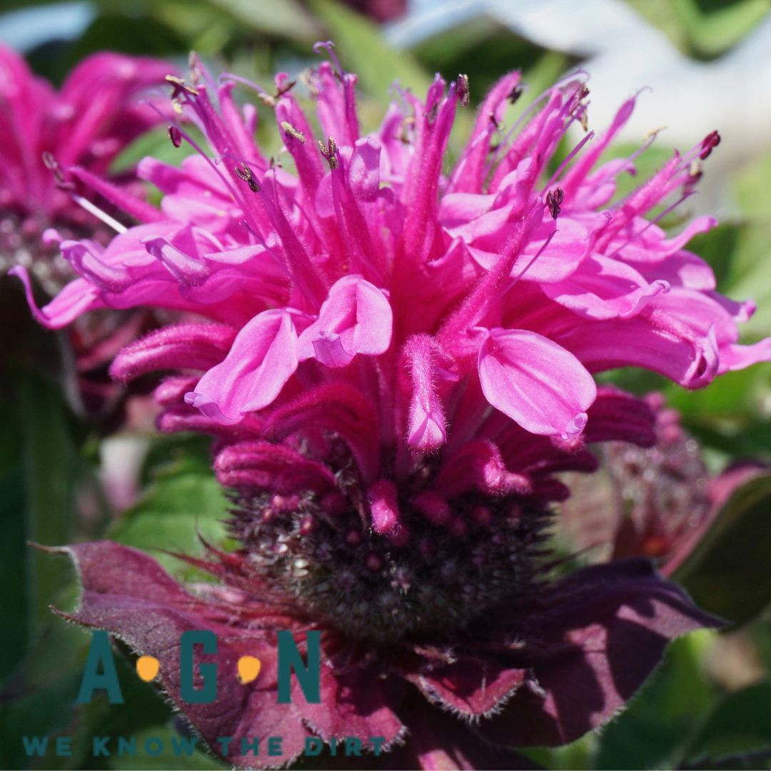 "Bee You" Bee - True Bee Balm - America's Gardens Nursery