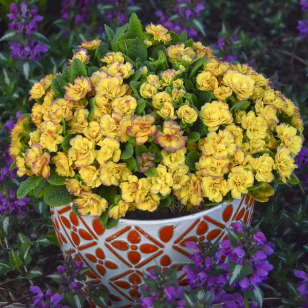 Belarina Nectarine Primrose - America's Gardens Nursery