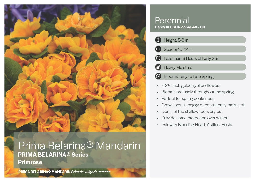 Belarina Nectarine Primrose - America's Gardens Nursery