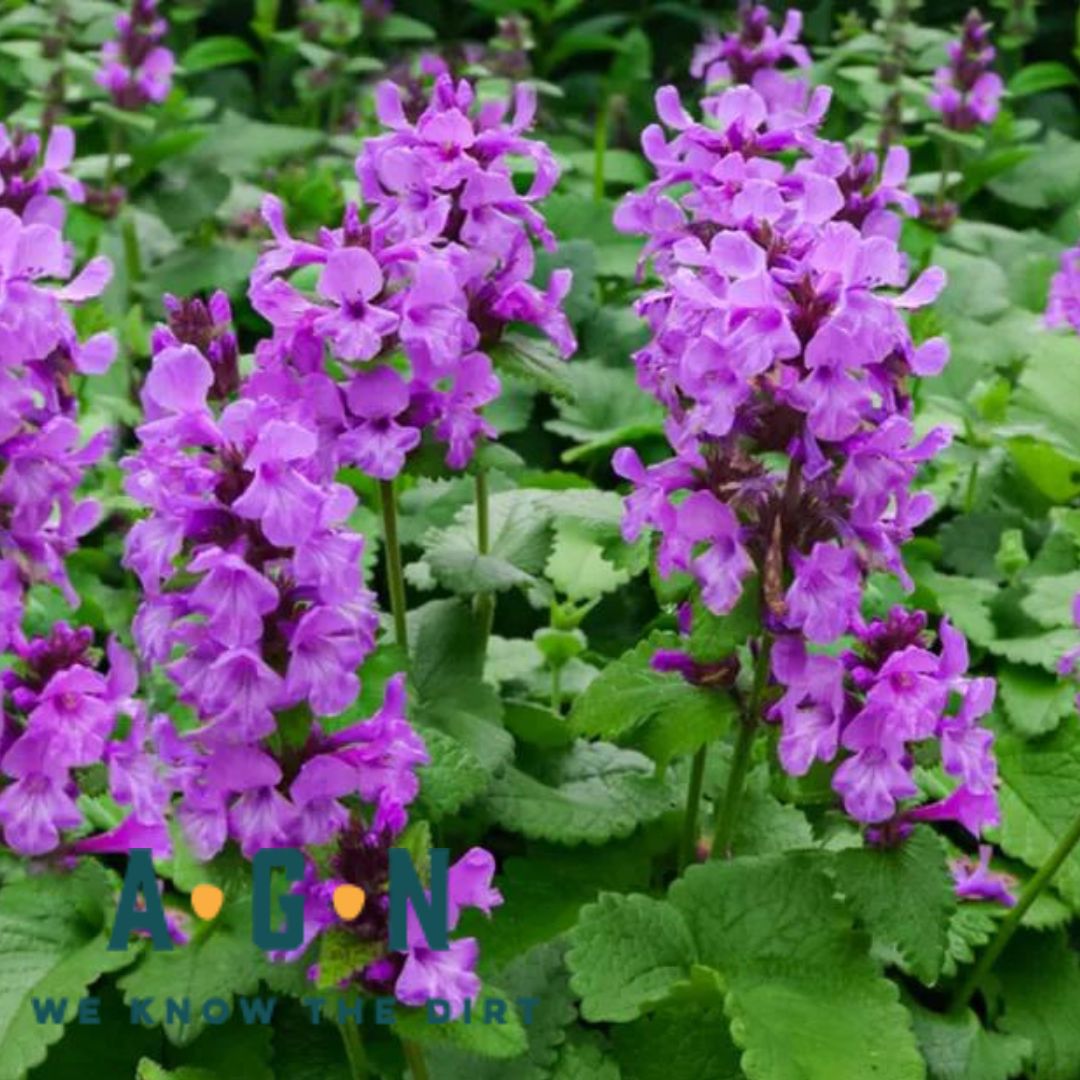 Betony - America's Gardens Nursery