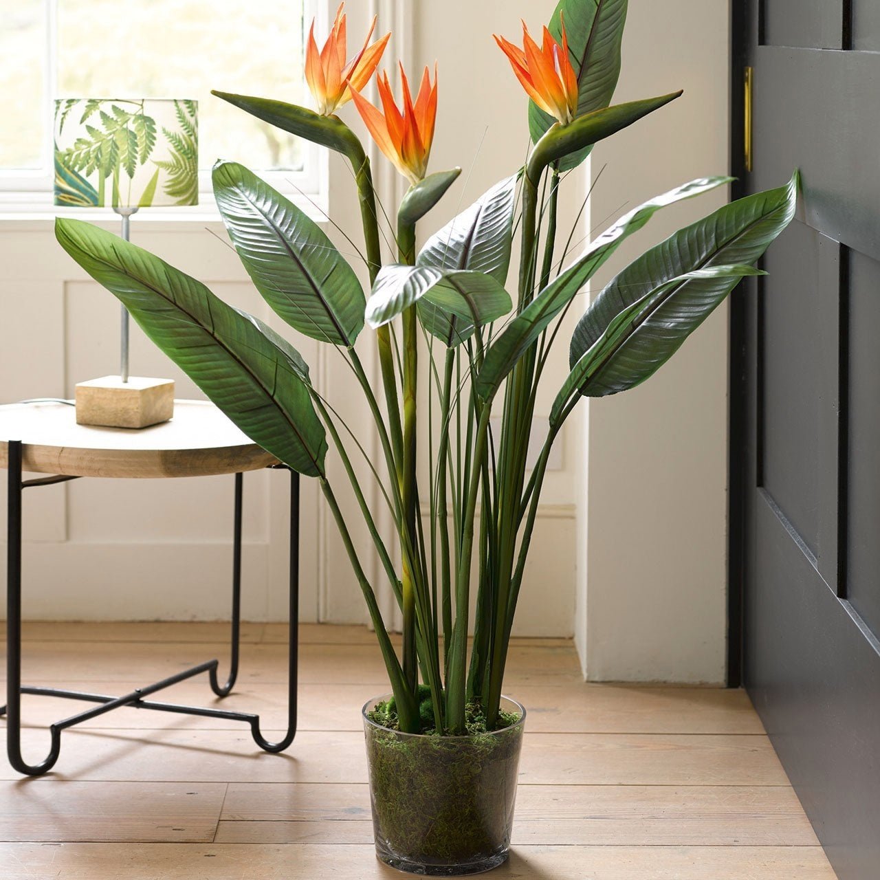 Bird of Paradise - America's Gardens Nursery