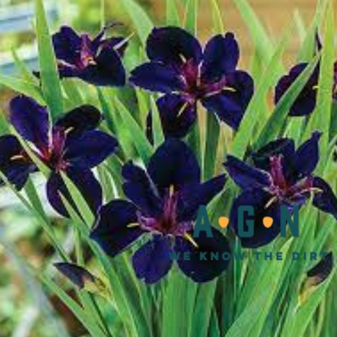 Black Gamecock Iris - America's Gardens Nursery