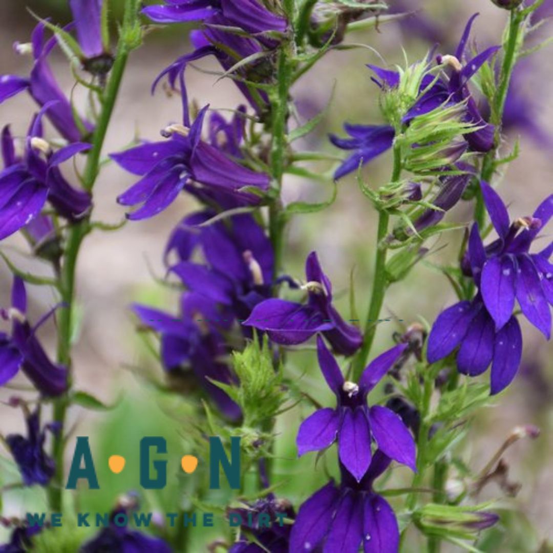 Blue Starship Lobelia - America's Gardens Nursery